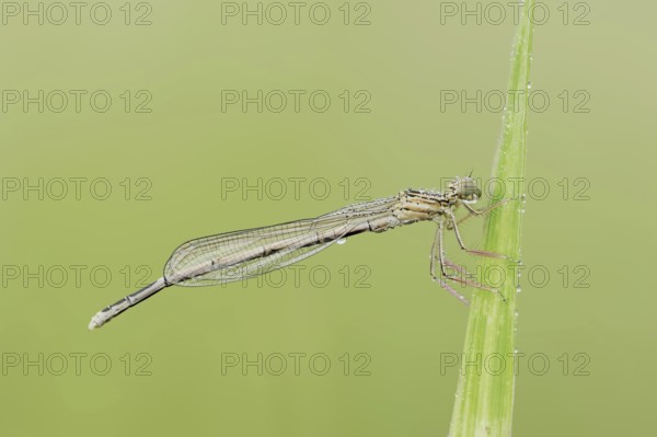 White-legged damselfly (Platycnemis pennipes), female, North Rhine-Westphalia, Germany, Europe