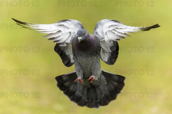 City dove (Columba livia forma domestica) in flight, wildlife, Germany, Europe