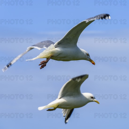 European Herring Gull, Larus argentatus bird in flight