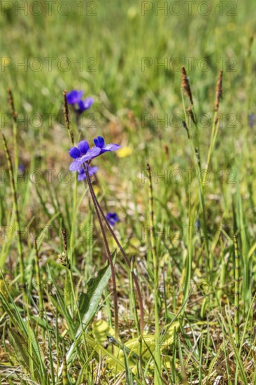 Flowering Butterwort (Pinguicula vulgaris) on a wet meadow in the summer