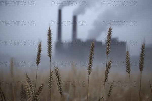 Agricultural field with growing grains and factory with grey fumes in blurry background. Generative