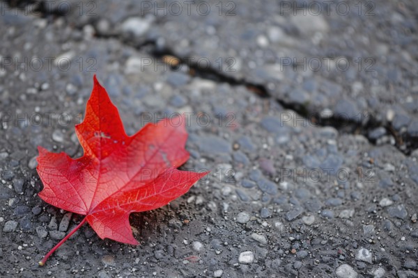 Single bright red maple autumn leaf on road. Generative Ai, AI generated