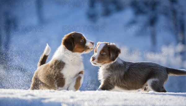KI generated, dog, dogs, puppy, one, two, three, play, snow, winter, autumn leaves, blue sky,