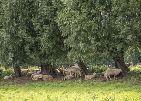 Duisburg Friemershein, sheep on a pasture in the floodplain along the Rhine, pollarded willow