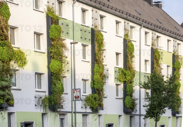 Facade greening on apartment blocks, on Gladbecker Straße, B224, to filter nitrogen oxides and fine