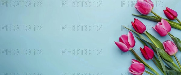 Tulips on blue background. Women holiday or mothers day. Happiness gift, AI generated