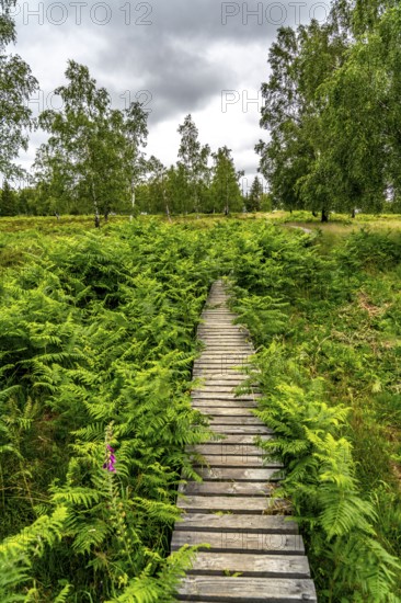 Bohlenweg, in the Struffelt nature reserve, near Roetgen-Rott, part of the Eifelsteig long-distance