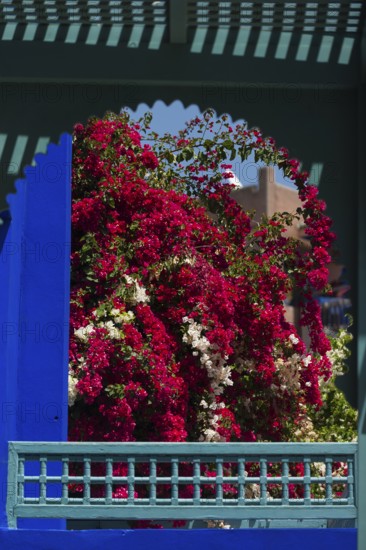 Majorelle Garden, botany, bougainvillea, flora, plant, botany, tropical, climate, architecture,