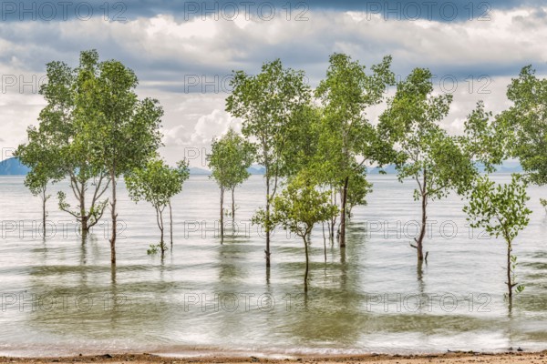 Trees in the water on a flooded stretch of beach on the island of Koh Yao Noi, water level, climate