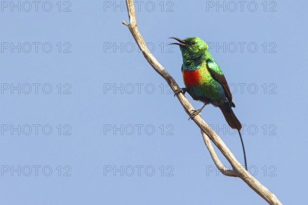 Fairy Sunbird, (Cinnyris pulchellus), family of sunbirds, Farasutu area, Farasutu, South Bank,