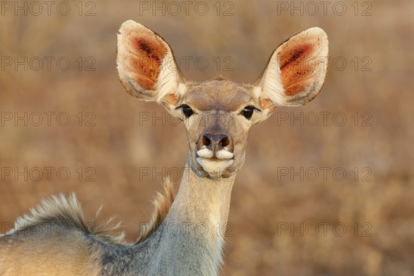 Greater kudu (Tragelaphus strepsiceros), adult female looking at camera, alert, head close-up,