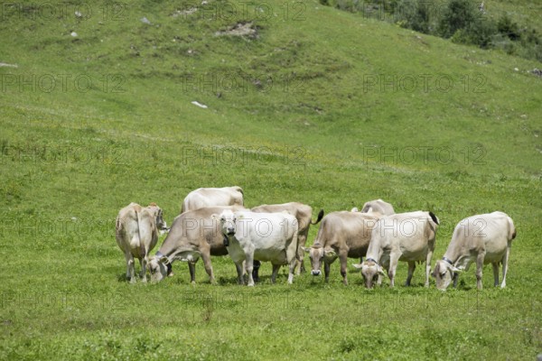 Allgäu Brown Swiss cattle in Rappenalptal near Oberstdorf, Allgäu, Bavaria, Germany, Europe
