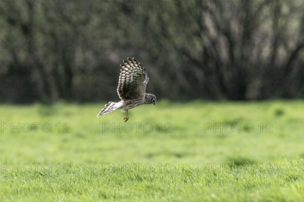 Hen harrier (Circus cyaneus), Emsland, Lower Saxony, Germany, Europe