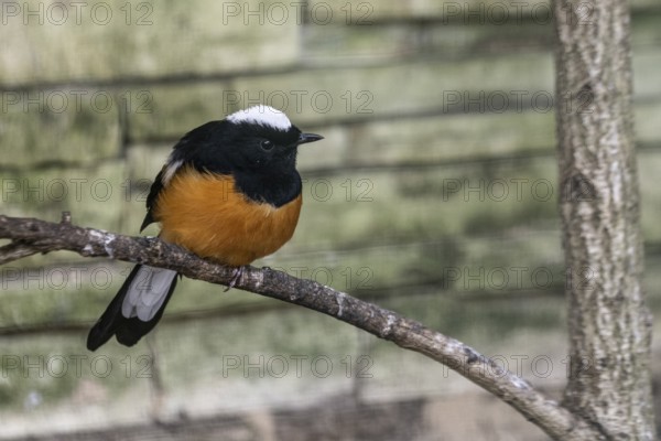 Borneoschama (Copsychus stricklandi), Walsrode Bird Park, Lower Saxony, Germany, Europe