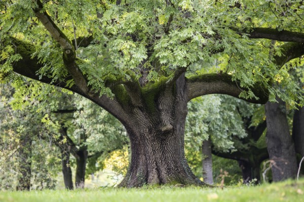 Striking tree in Rosensteinpark, Stuttgart, Baden-Württemberg, Germany, Europe