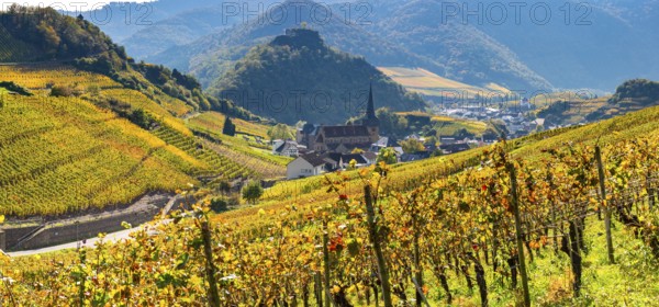 Vineyards in autumn, Mayschoß, Ahr valley, red wine of the Pinot Noir and Portugieser grape is