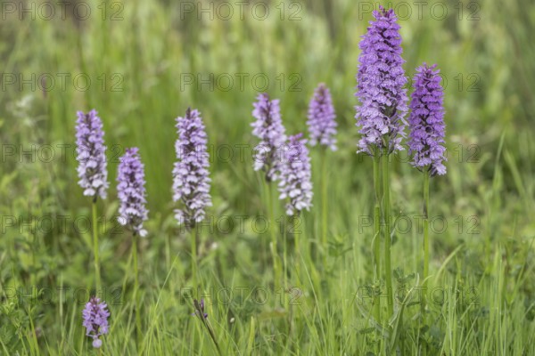 Southern marsh orchid (Dactylorhiza praetermissa), Emsland, Lower Saxony, Germany, Europe