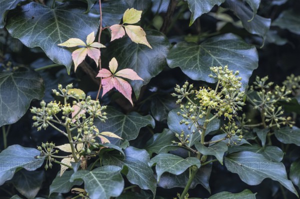 Wild Vine (Parthenocissus quinquefolia) in autumn leaves in front of ivy (Hedera helix), Speyer,