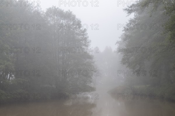 Alder trees (Alnus glutinosa) at a body of water in fog, Emsland, Lower Saxony, Germany, Europe