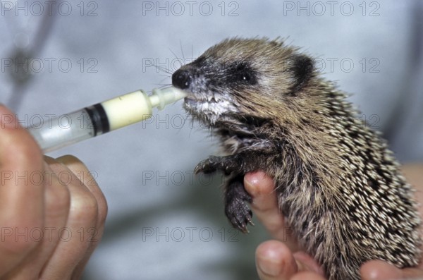 Orphaned baby European hedgehog (Erinaceus europaeus) drinking milk by hand in animal shelter