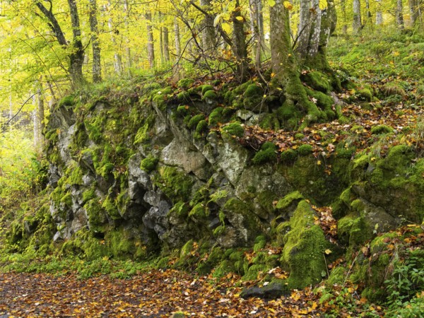 Rocky outcrop of Basalt rocks, near the Schwartzbach, with moss covered boulders and autumn colour.