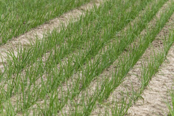Young leek in field, (Allium porrum), Baden-Württemberg, Germany, Europe