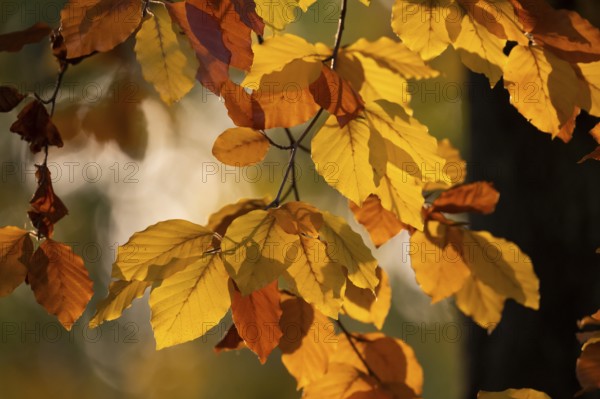 Autumn coloured leaves against the light, Rosensteinpark, Stuttgart, Baden-Württemberg, Germany,