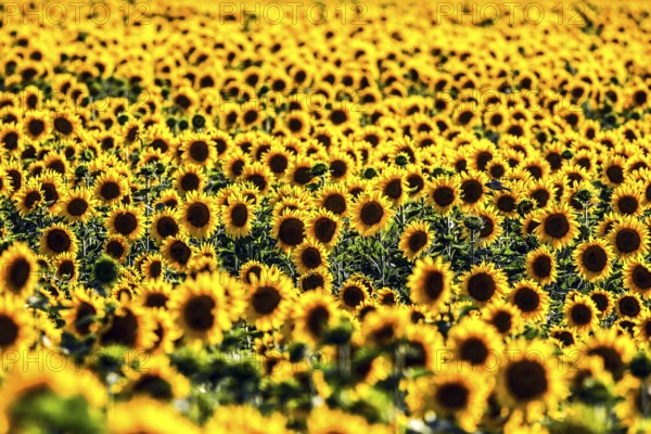 Sunflowers in a field, Mallnow