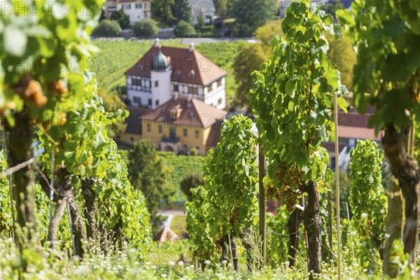 The idyllic, listed Hoflößnitz is a jewel of the Saxon wine culture landscape and the first and