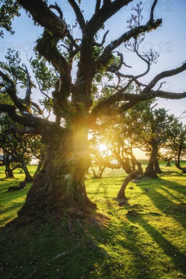 Centuries-old til trees in fantastic magical idyllic Fanal Laurisilva forest on sunset. Madeira