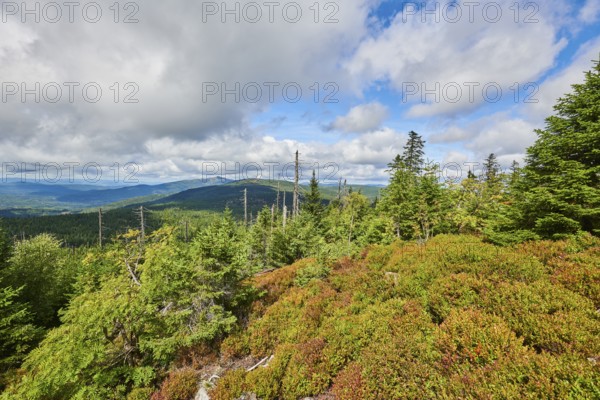 Vegetation with Norway spruce (Picea abies) and colored European blueberry (Vaccinium myrtillus) on