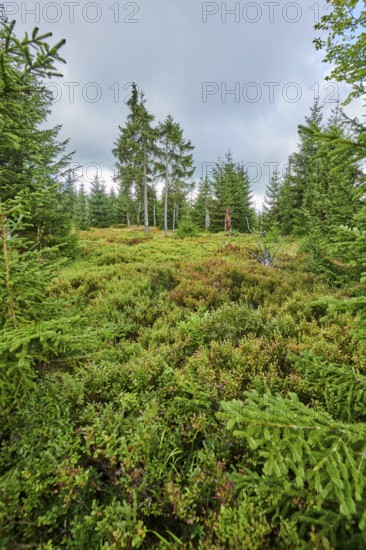 Vegetation with Norway spruce (Picea abies) and colored European blueberry (Vaccinium myrtillus) on
