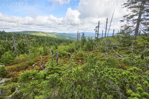 Vegetation with Norway spruce (Picea abies) and colored European blueberry (Vaccinium myrtillus) on