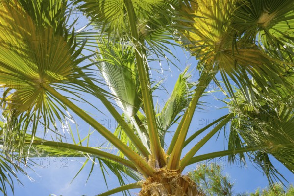 Green palm leaves against a blue sky on a sunny day, sunlit palm leaves in fan shape, mexican fan