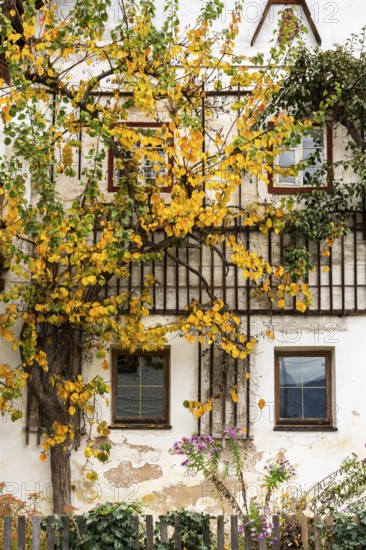 A house in Hallstatt in autumn. A tree in a trellis with yellow leaves. Hallstatt, Gmunden,