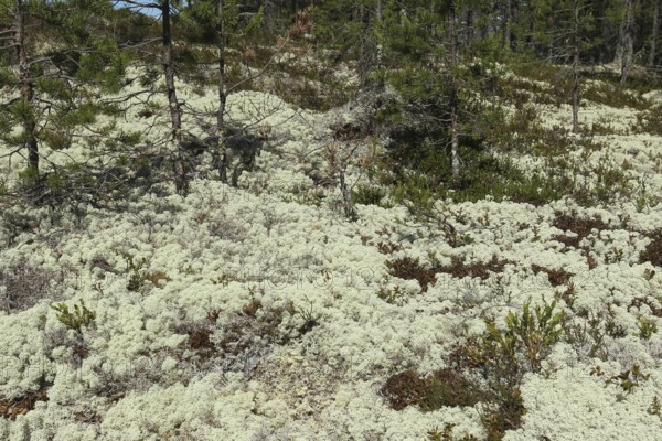 Reindeer lichen (Cladonia rangiferina) in pine forest, Lapland, Sweden, Scandinavia, Europe