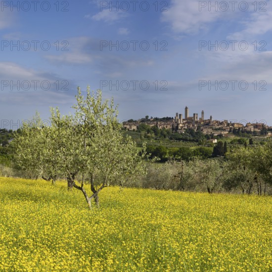 San Gimignano, Tuscany, Italy, Europe