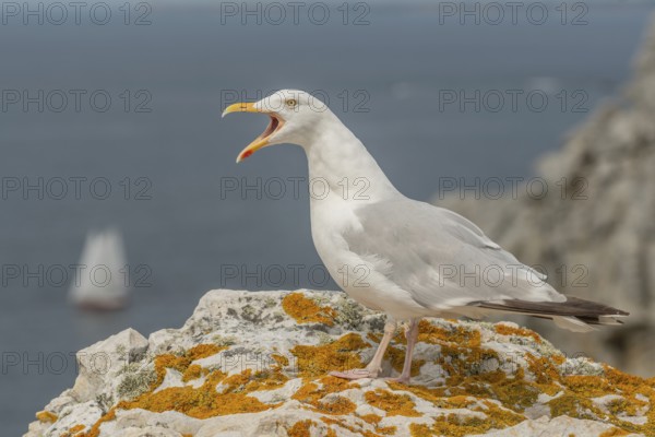 Herringgull (Larus argentatus) screaming on a rock at the edge of a cliff. Camaret, Crozon,