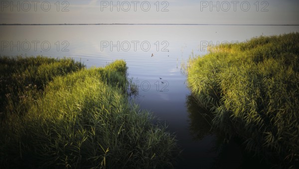 Morning atmosphere at the Bodstedter Bodden near Born am Darß Born, 31.07.2024