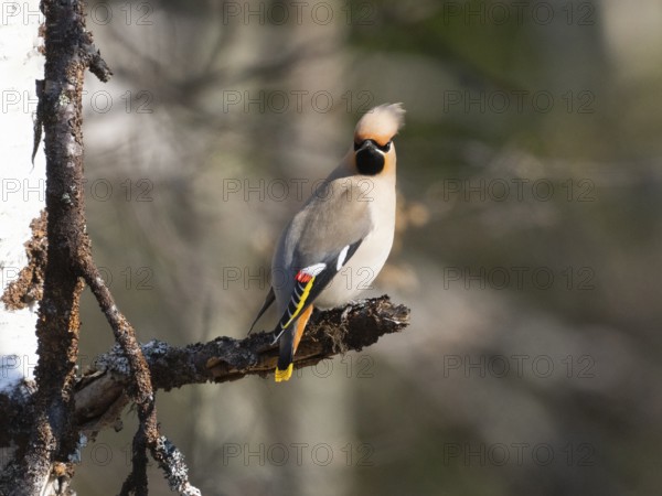 Bohemian waxwing (Bombycilla garrulus) feeding on Willow catkins, (Salix sp.), May, Finnish Lapland
