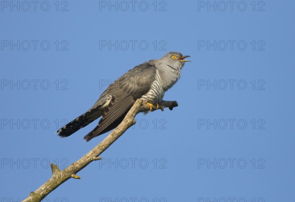 Common cuckoo (Cuculus canorus), male perched on a tree branch, in spring, calling, Hesse, Germany,