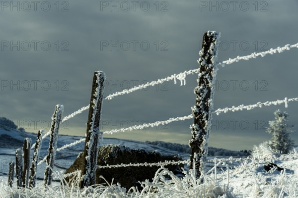 Aubrac plateau in winter. Frozen barbed wires. Lozere department. Occitanie. France