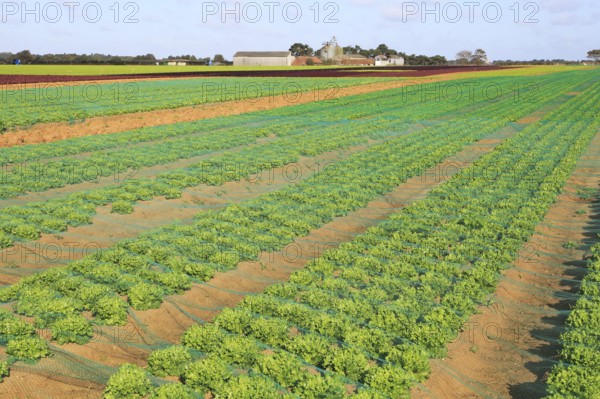 Lettuce crop growing in field, Buckanay Farm, Alderton, Suffolk, England, UK