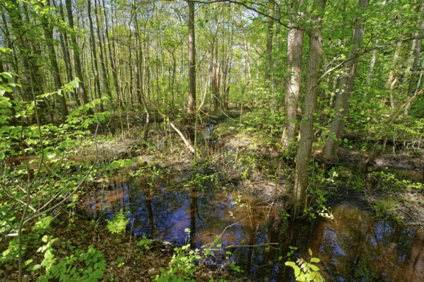 Trees grow in the water in the alluvial forest at Kirchwerder Mühlendamm, an old bird sanctuary in