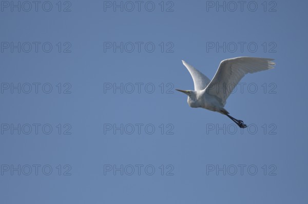Great egret (Casmerodius albus), adult bird in flight, in front of blue sky, subsidence area,
