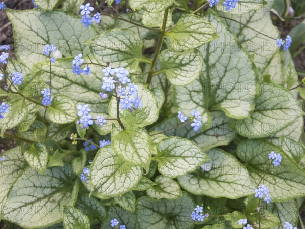 Brunnera patterned leaves in the garden