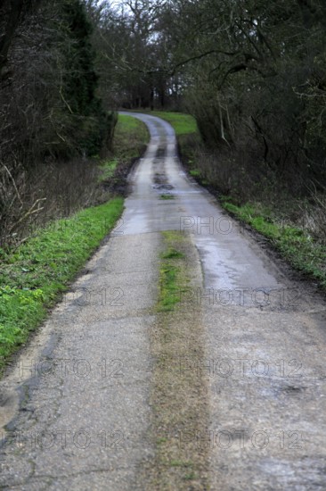 Long narrow winding tarmac country road in winter Sutton, Suffolk, England, UK