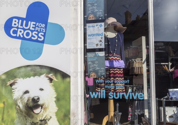 Blue Cross for Pets charity shop, High Street, Marlborough, Wiltshire, England, UK