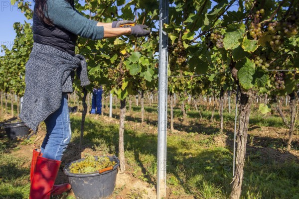 Hand-picking of Pinot Blanc grapes in the Palatinate (Norbert Groß winery, Meckenheim)