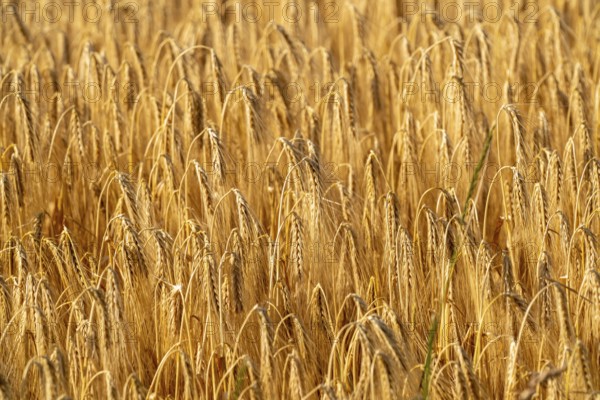 Grain field, ready for harvest, barley, ears